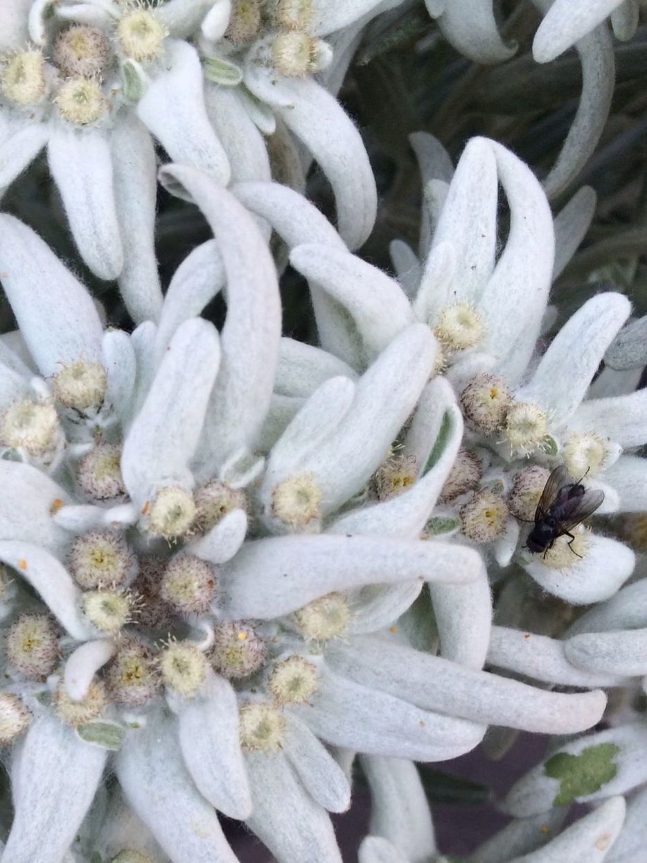 CLOSE-UP OF WHITE FLOWERS