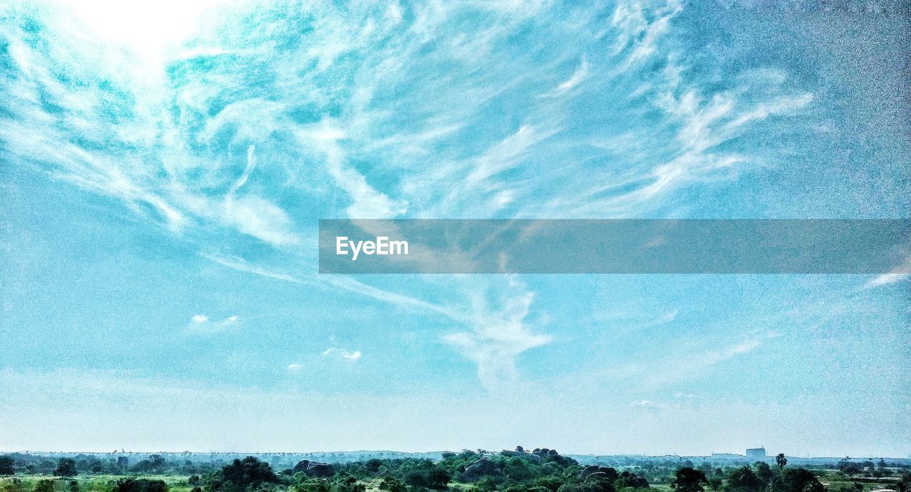 LOW ANGLE VIEW OF TREES AGAINST SKY