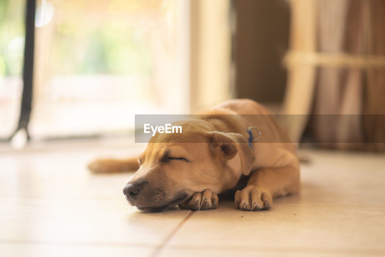pet, dog, one animal, canine, mammal, domestic animals, animal themes, animal, puppy, relaxation, flooring, lying down, indoors, retriever, resting, sleeping, no people, labrador retriever, home interior, tired, window, young animal, cute, day, hardwood floor, selective focus, carnivore, eyes closed, golden retriever, focus on foreground, looking, copy space, purebred dog, domestic room
