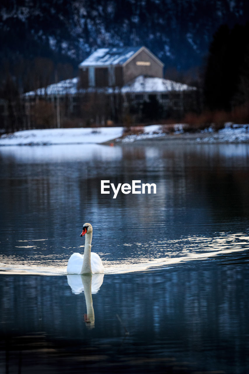 VIEW OF SWAN IN WATER