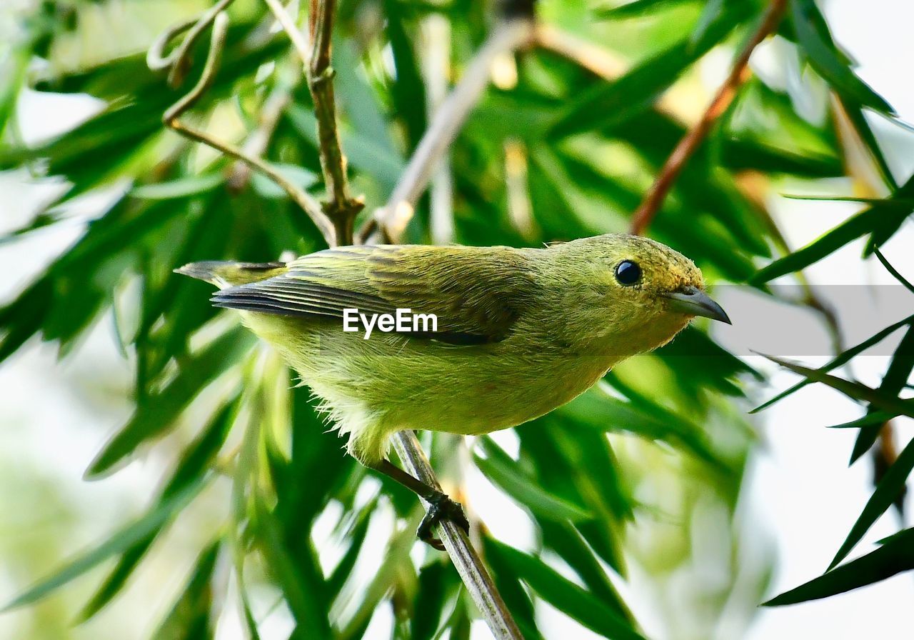 CLOSE-UP OF BIRD PERCHING ON LEAF