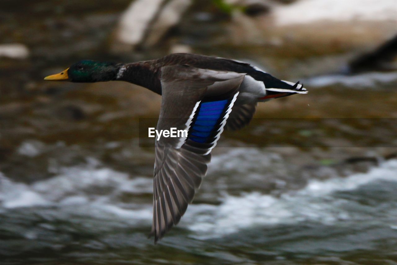 Bird flying over lake