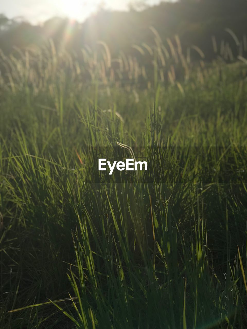 CLOSE-UP OF WHEAT ON FIELD