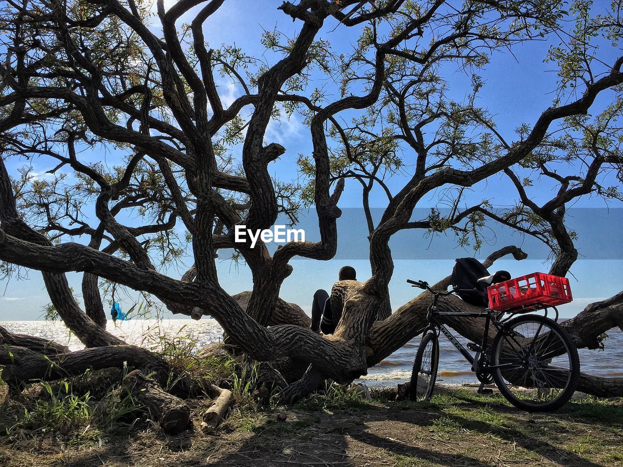 Rear view of man sitting on branch on shore at costanera sur ecological reserve