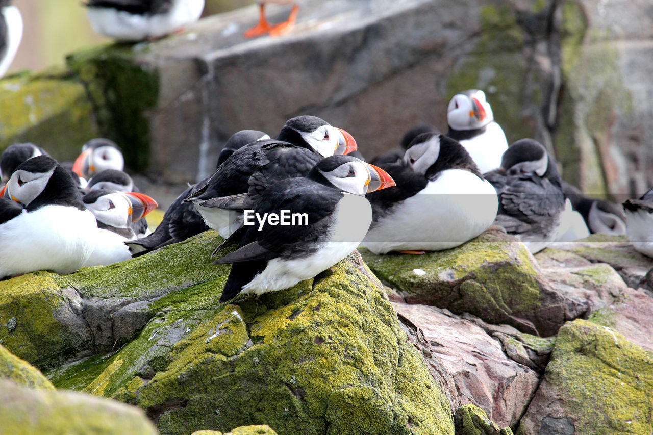 Close-up of puffins on rocks