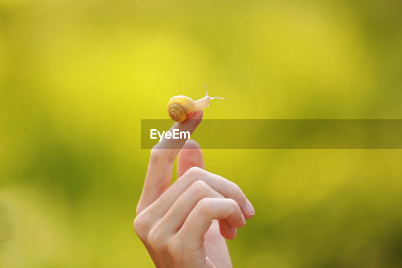 yellow, hand, close-up, one person, sunlight, macro photography, women, adult, nature, green, flower, holding, focus on foreground, plant, leaf, beauty in nature, outdoors, day, animal, young adult, copy space, environment, summer, animal themes, limb