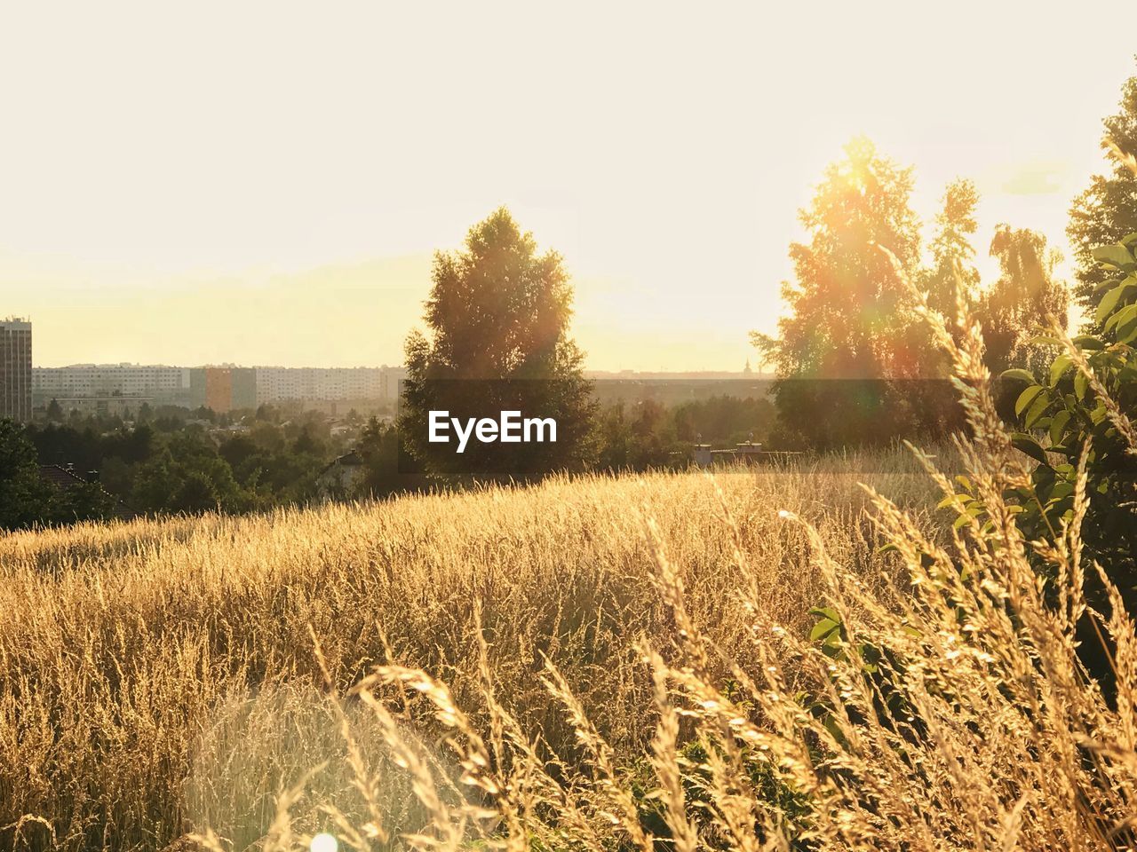 PLANTS GROWING ON LAND AGAINST SKY