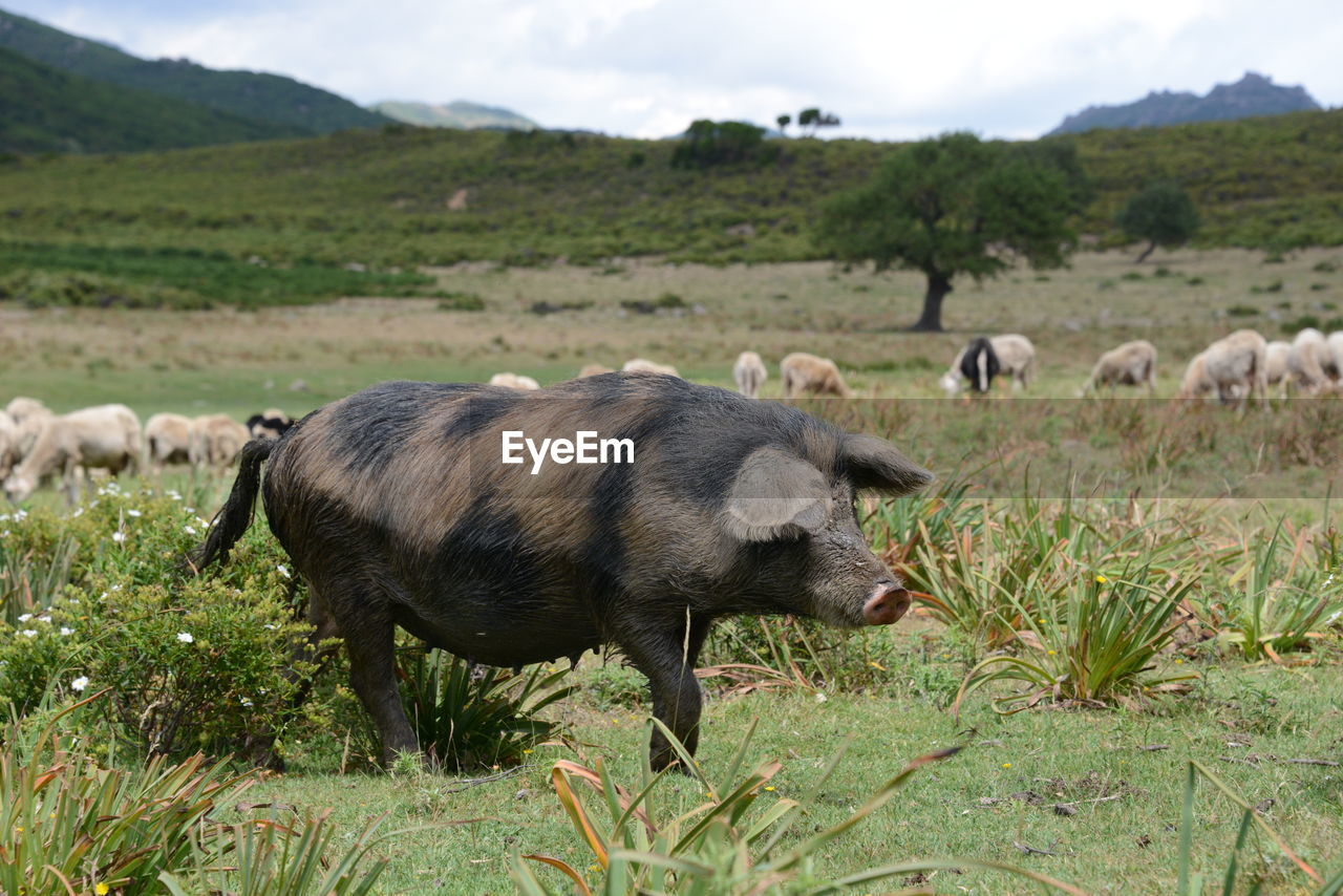 SHEEP IN A FARM