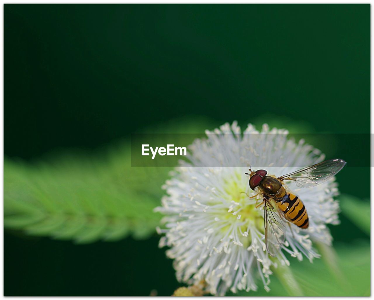 CLOSE-UP OF BEE POLLINATING ON WHITE FLOWER