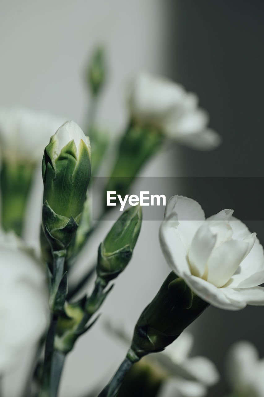 CLOSE-UP OF WHITE FLOWERING PLANT AGAINST BLACK BACKGROUND