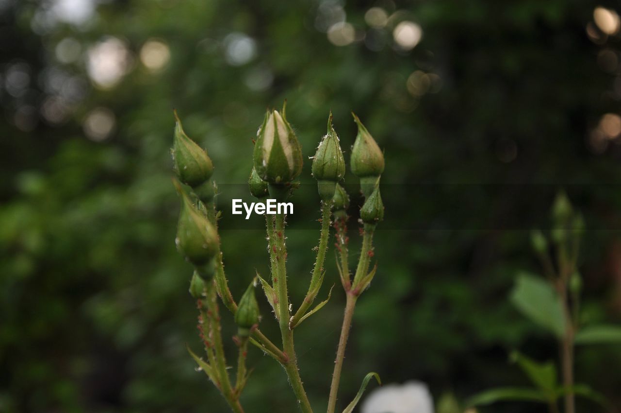 plant, green, nature, growth, flower, focus on foreground, no people, close-up, leaf, beauty in nature, wildflower, outdoors, day, plant part, food and drink, food, macro photography, freshness, land, grass, environment, tree, flowering plant, shrub, social issues