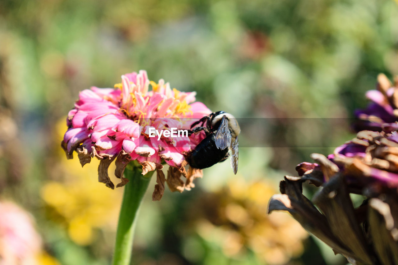 CLOSE-UP OF BEE POLLINATING ON PINK FLOWERS