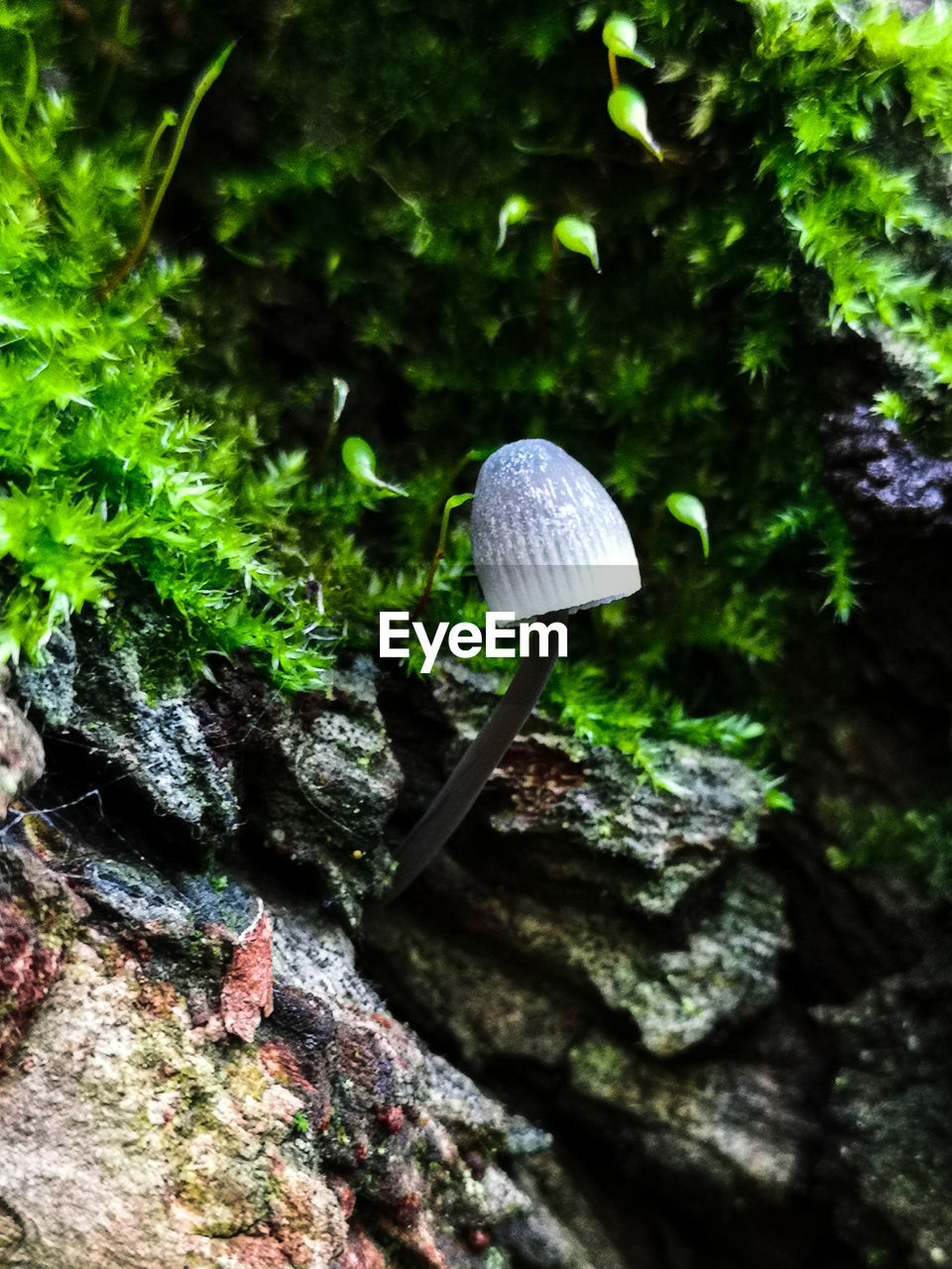 CLOSE-UP OF MUSHROOMS GROWING ON TREE