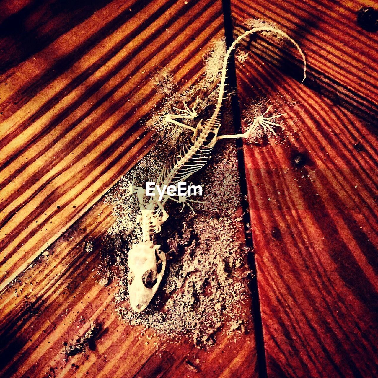 High angle view of lizard skeleton on table