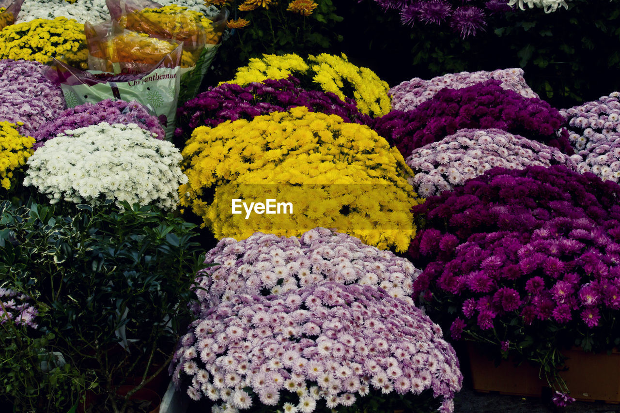 Close-up of multi colored flowers