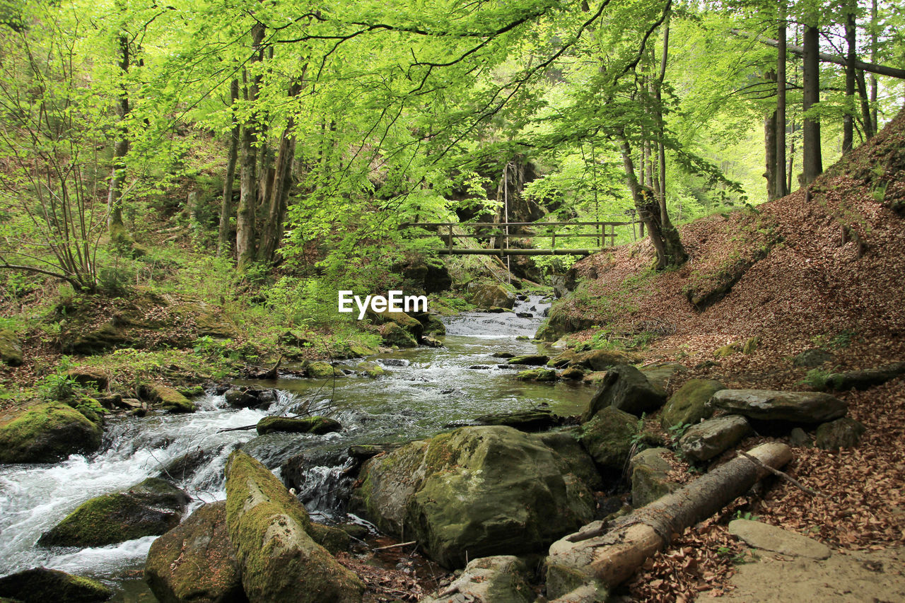 Stream flowing through rocks in forest