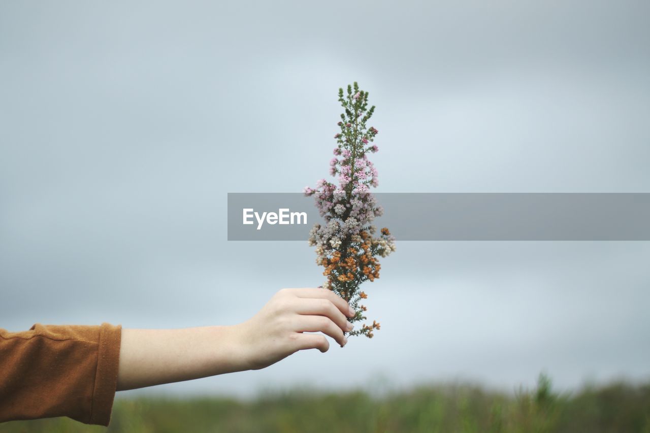 Close-up of hand holding flower against sky