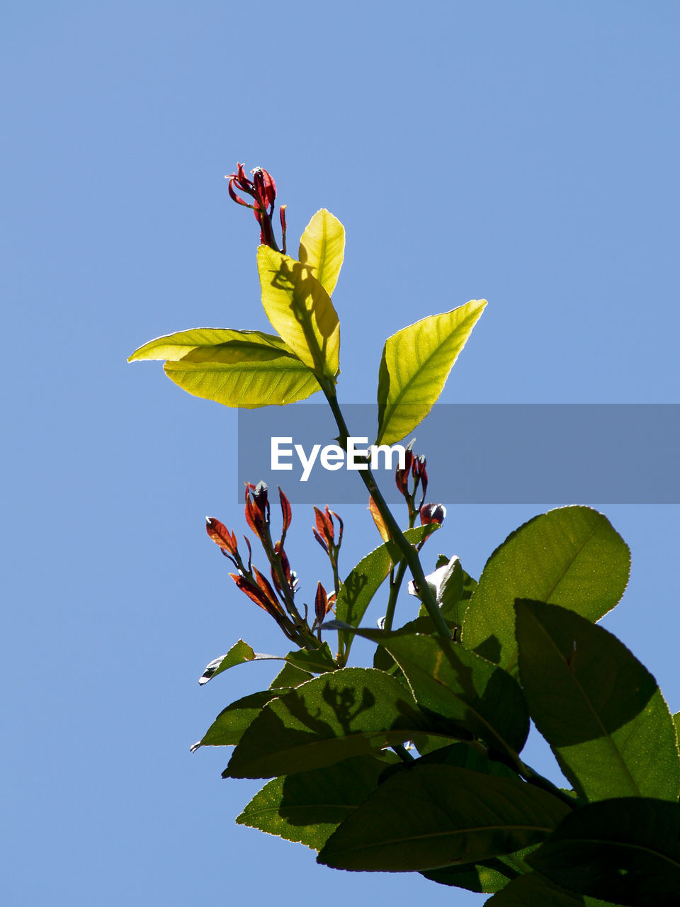 CLOSE-UP OF FLOWERING PLANT AGAINST BLUE SKY
