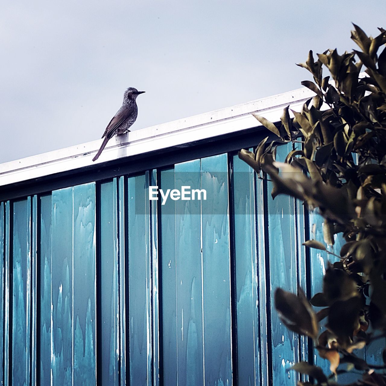 BIRD PERCHING ON POLE