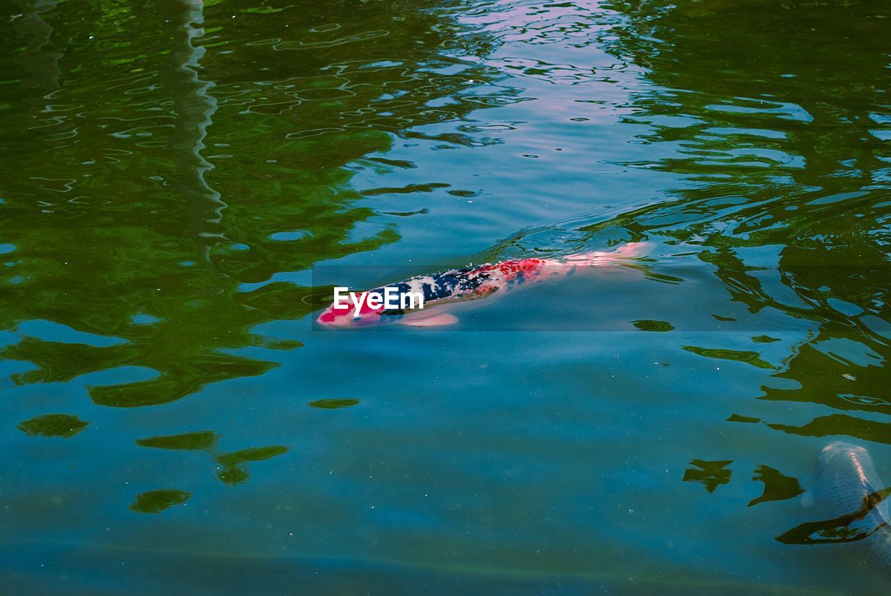 HIGH ANGLE VIEW OF TURTLE IN WATER