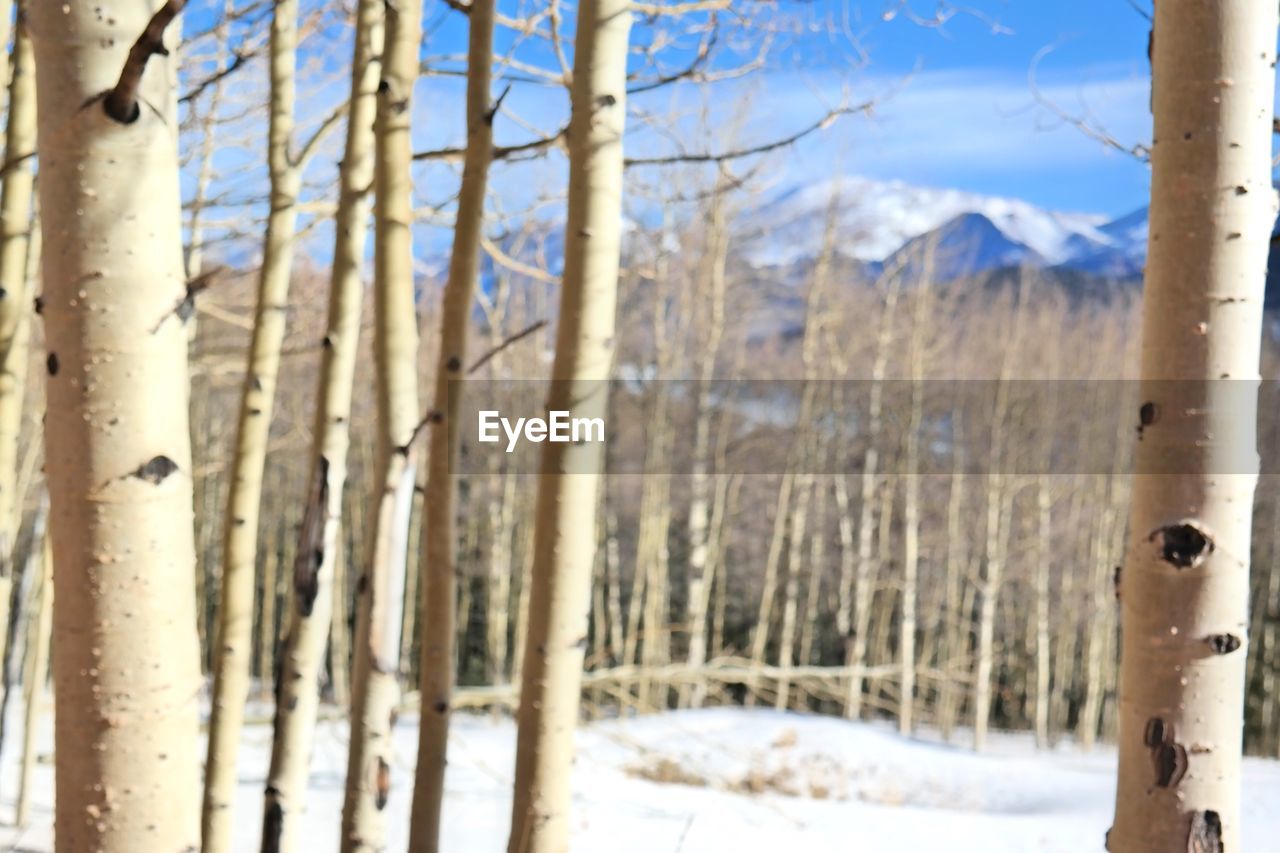 SCENIC VIEW OF SNOW COVERED MOUNTAIN