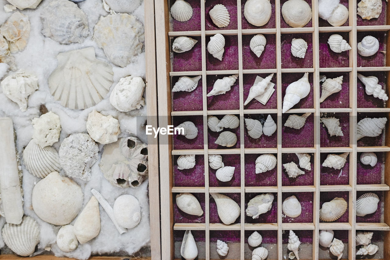 Directly above shot of seashells on container