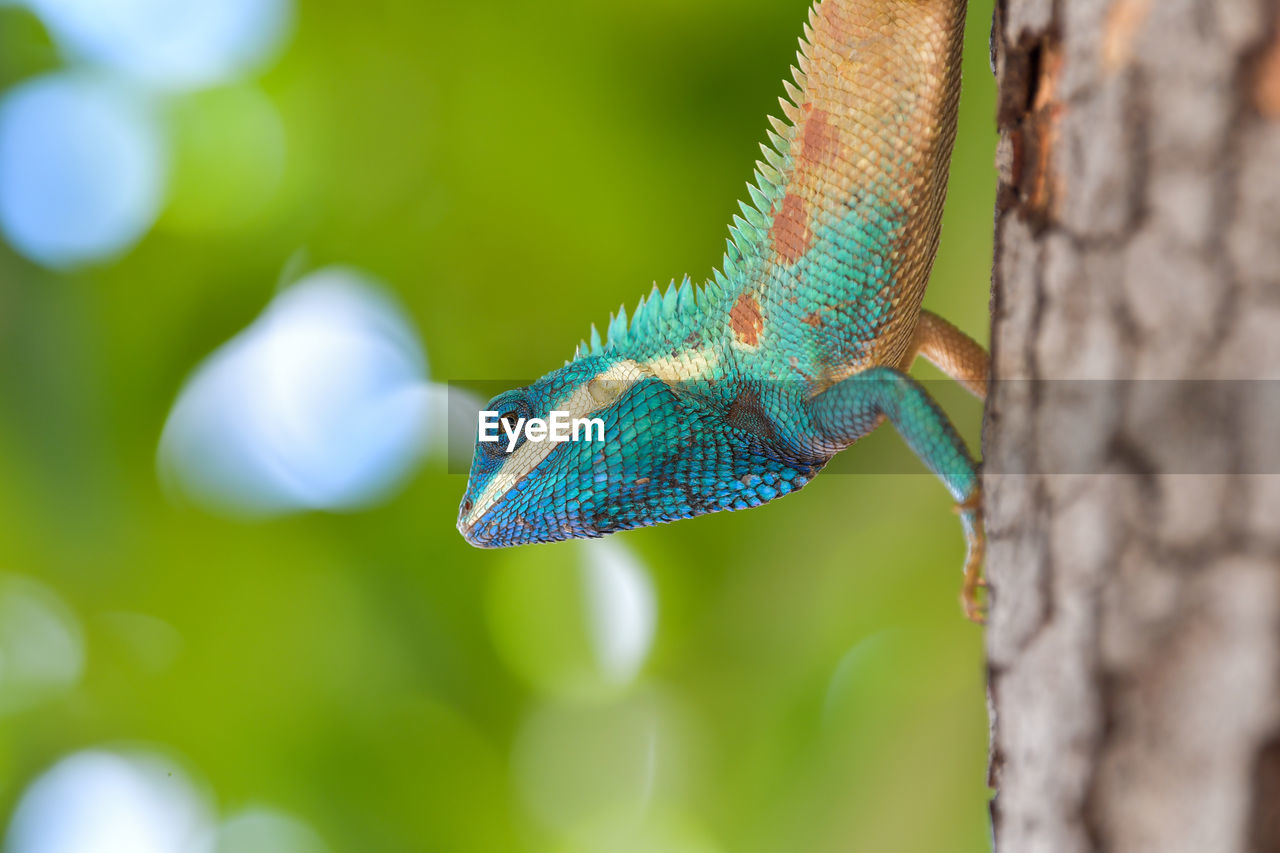 Close-up of iguana on tree trunk