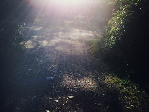 SUN SHINING THROUGH TREES ON SUNNY DAY