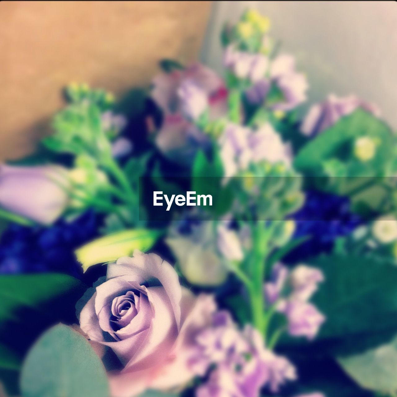 CLOSE-UP OF FLOWERS AGAINST WALL