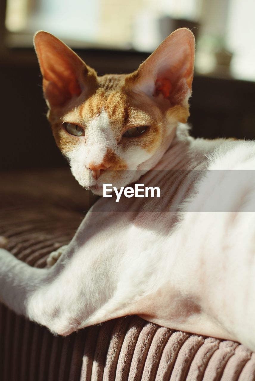 Close-up of a cat resting at home