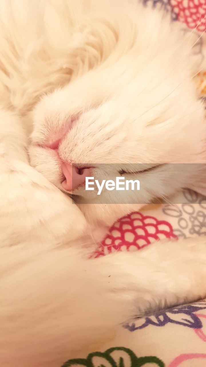 CLOSE-UP OF CAT SLEEPING