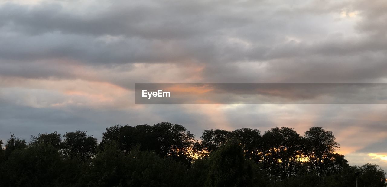 LOW ANGLE VIEW OF TREES AGAINST STORM CLOUDS