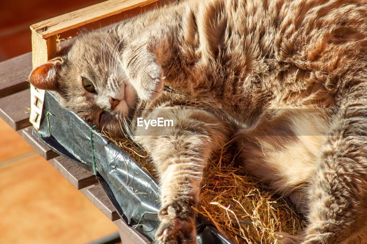 An old cat  laying on wood box, old age pets with beautiful face.old friends concept