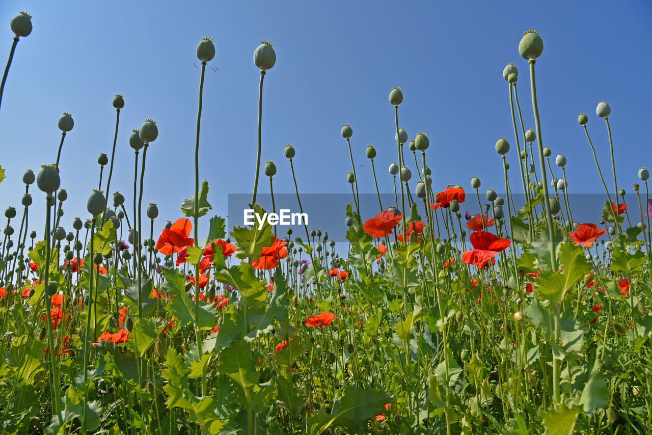 Close-up of poppies on field against sky