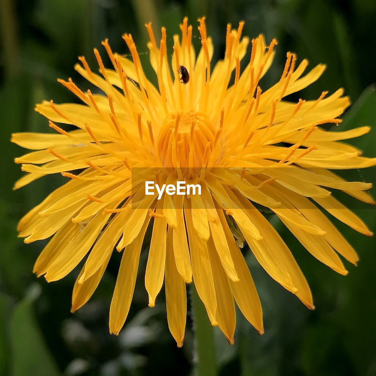 CLOSE-UP OF YELLOW FLOWER ON LEAF