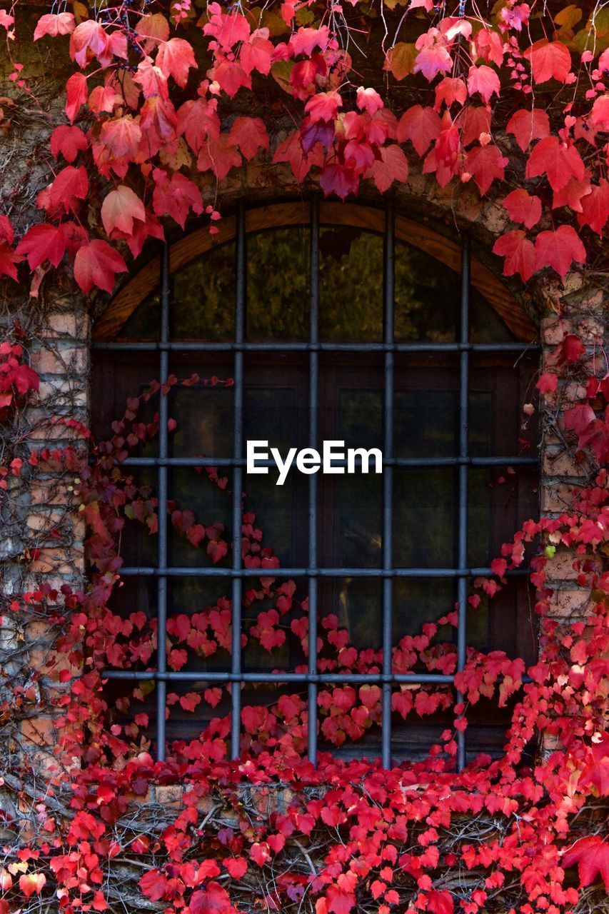 Red ivy growing on window