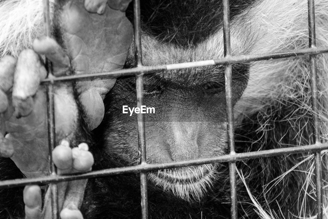 CLOSE-UP OF MONKEYS IN CAGE