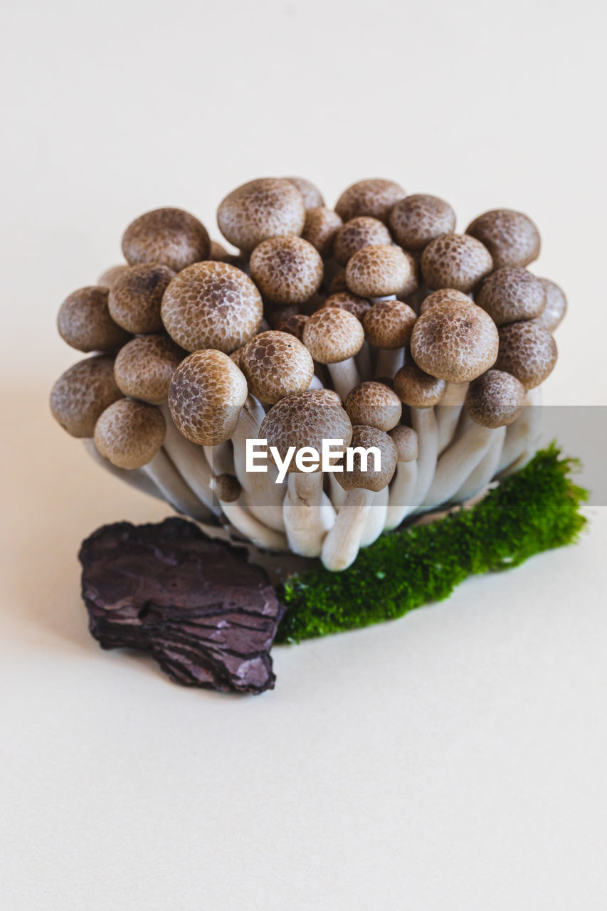 high angle view of mushrooms against white background