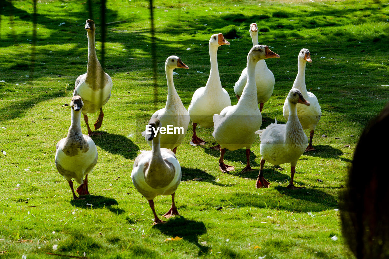 Flock of swan birds on field