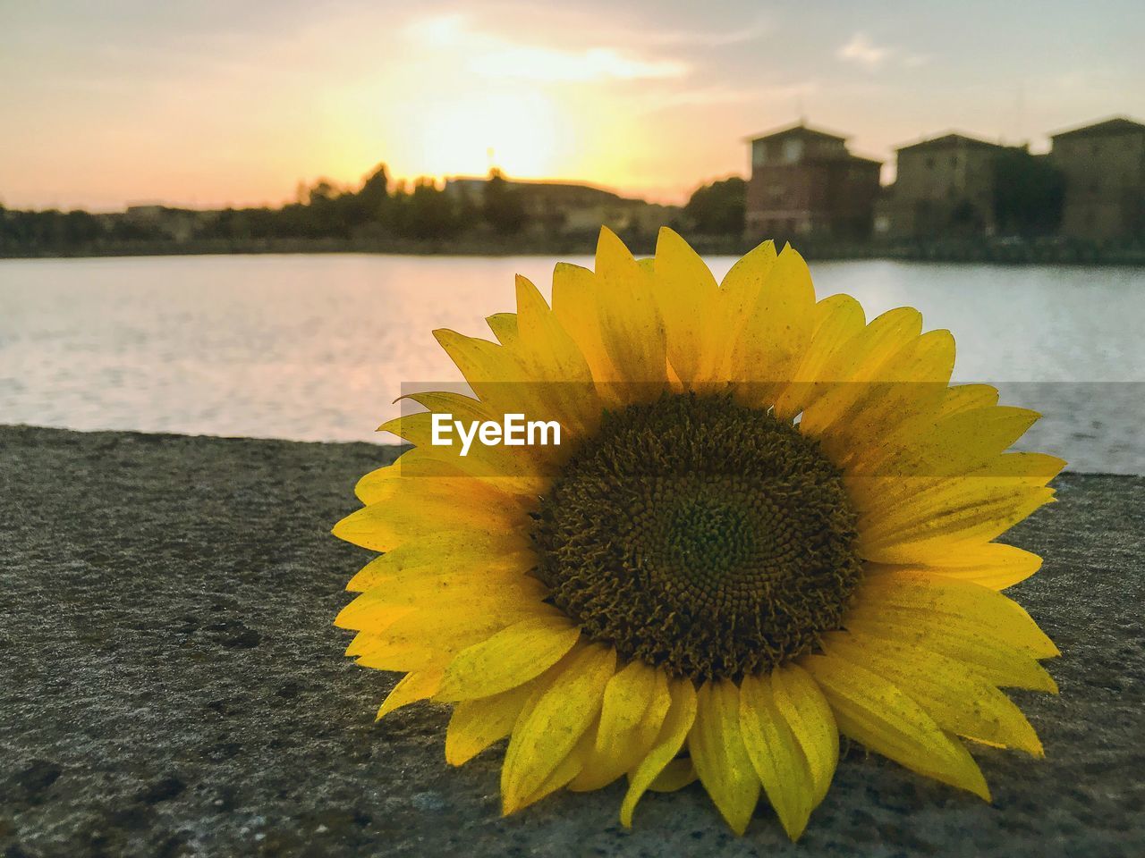 Close-up of sunflower against orange sky