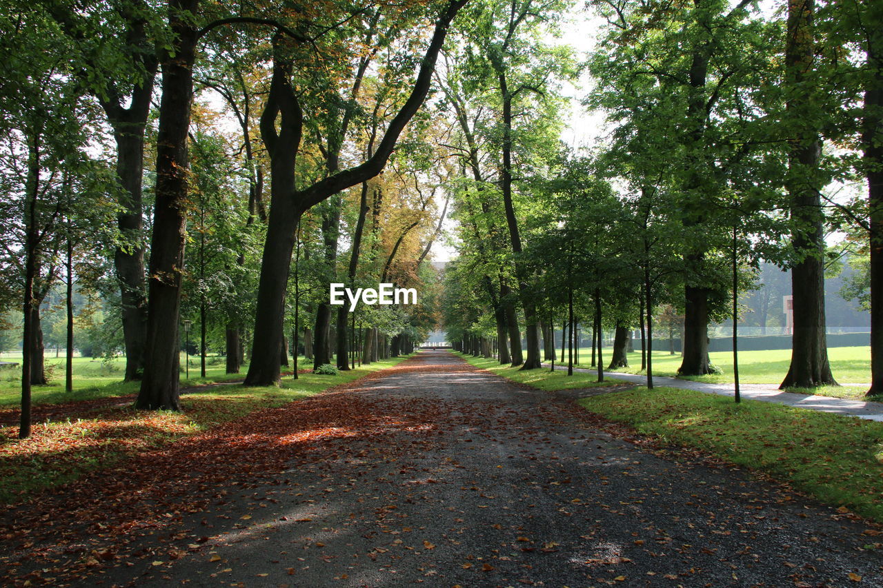 Road amidst trees in forest