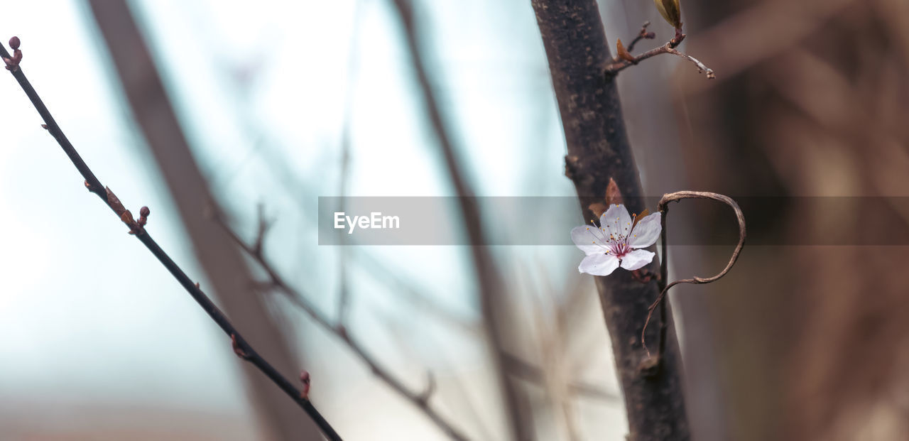 spring, plant, close-up, branch, nature, tree, twig, flower, selective focus, beauty in nature, focus on foreground, no people, outdoors, day, macro photography, flowering plant, growth, fragility, leaf, tranquility
