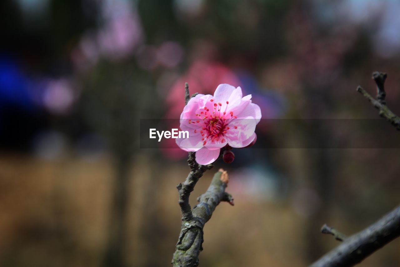 Close-up of pink flowers