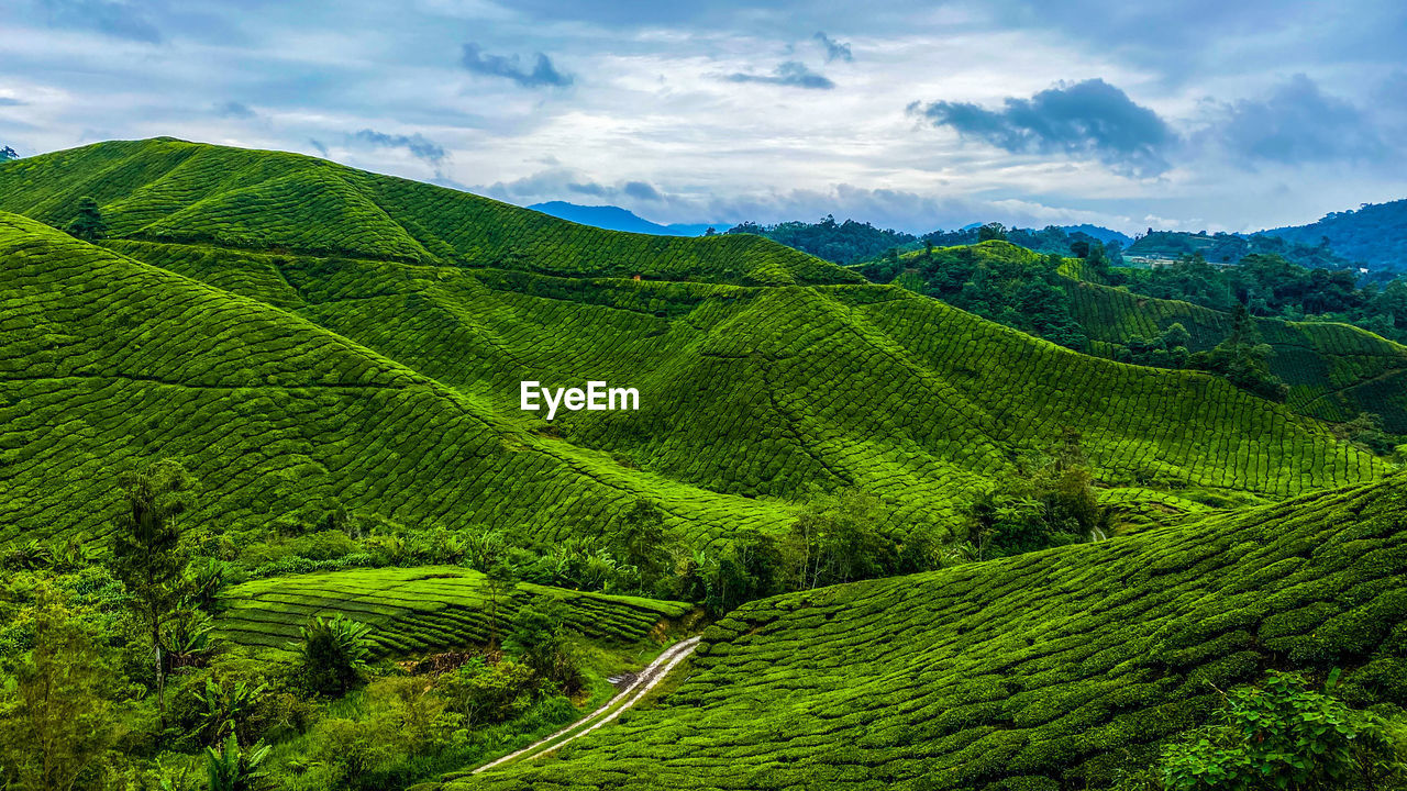 Scenic view of tea village against sky