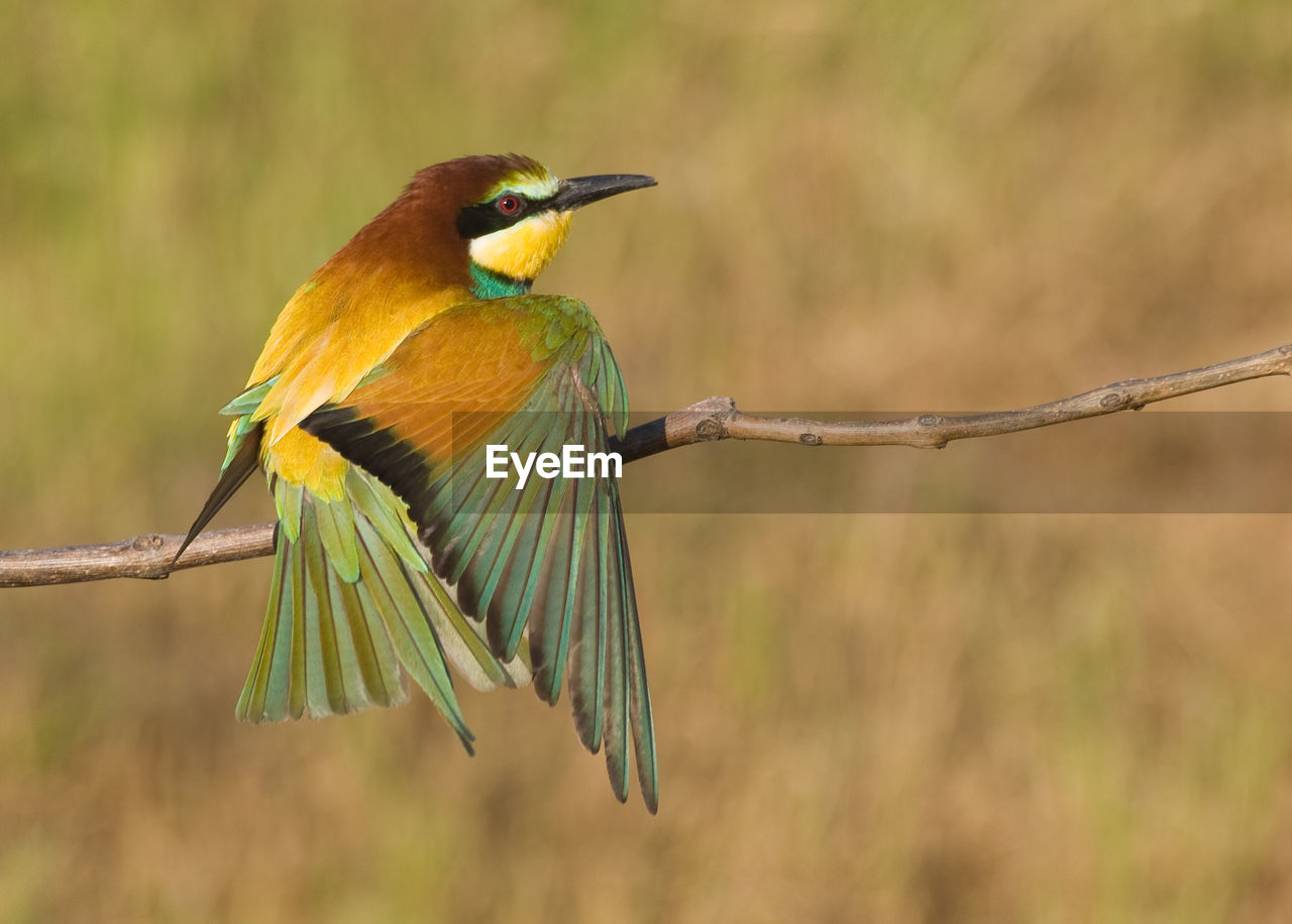 BIRD PERCHING ON A BRANCH