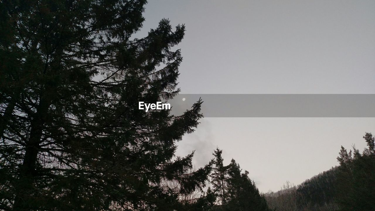 LOW ANGLE VIEW OF TREES AGAINST SKY