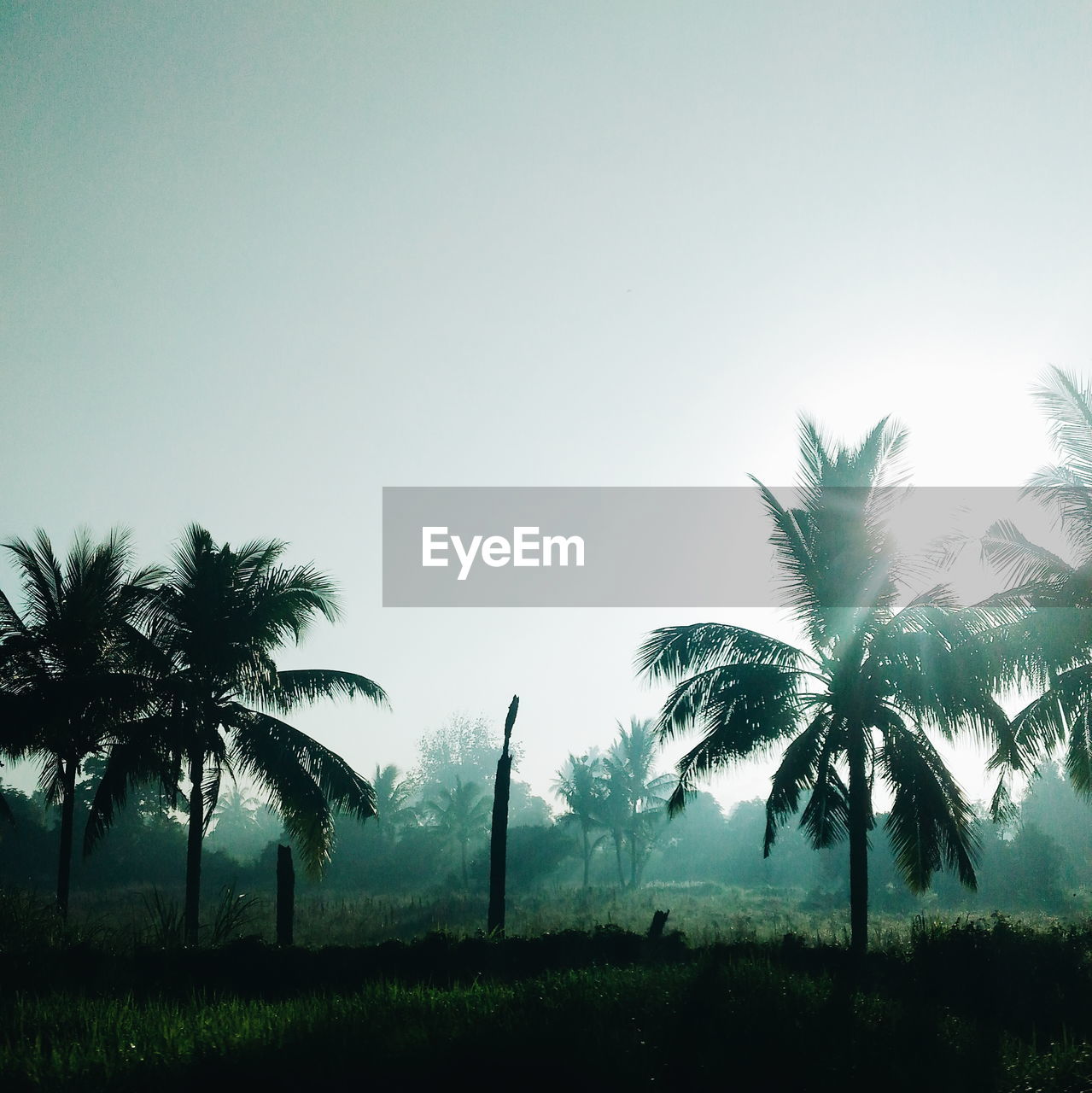 PALM TREES AGAINST CLEAR SKY