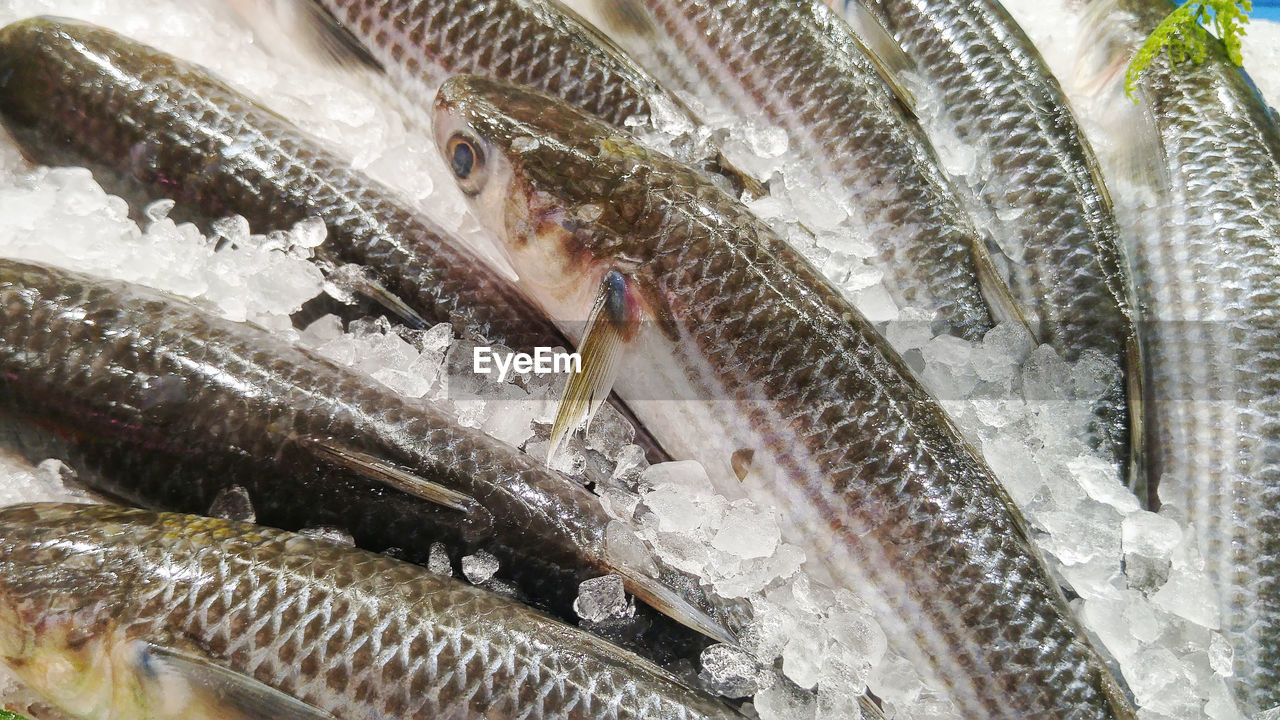 HIGH ANGLE VIEW OF FISH IN SNOW