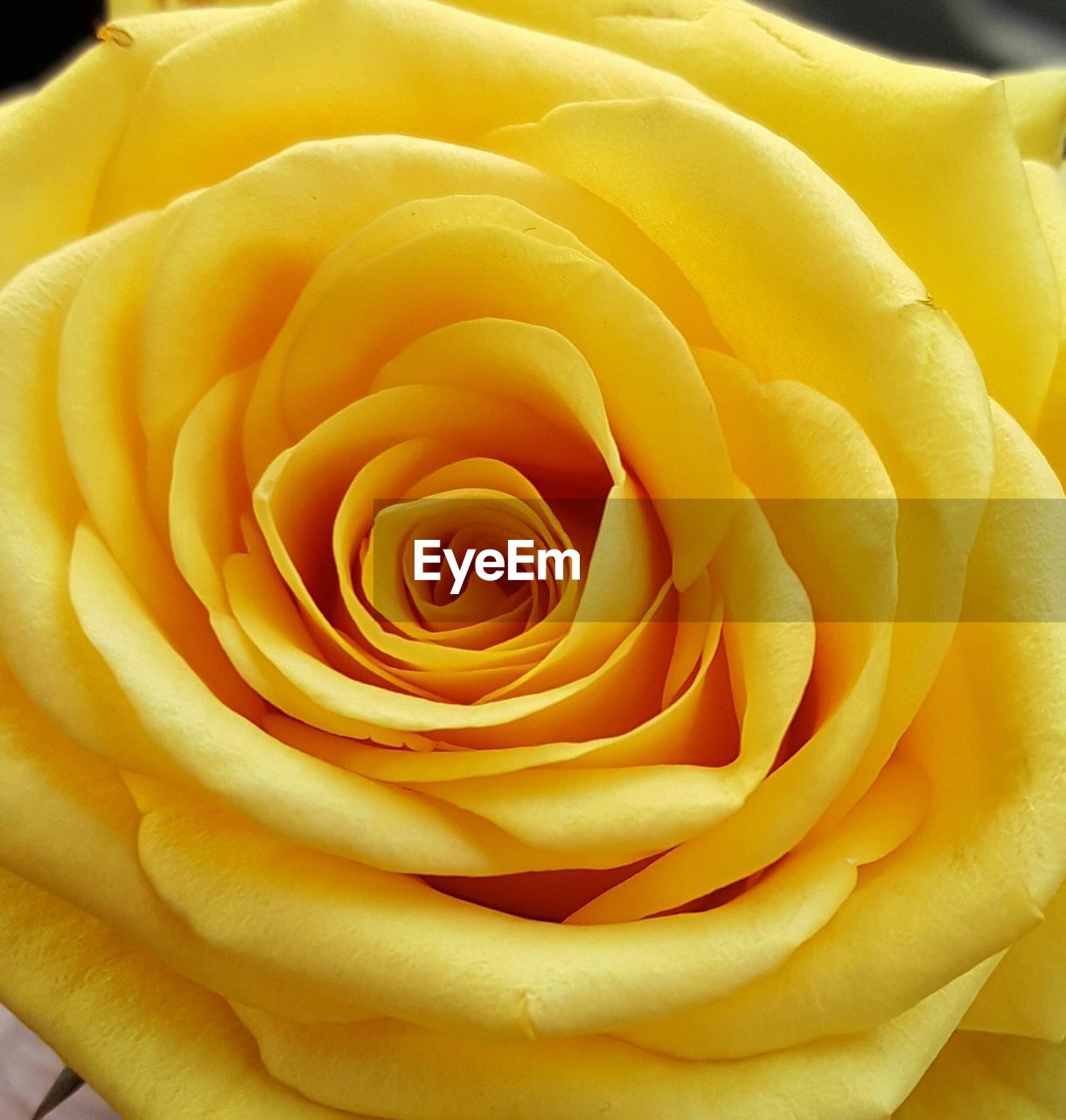 CLOSE-UP OF YELLOW ROSE FLOWER