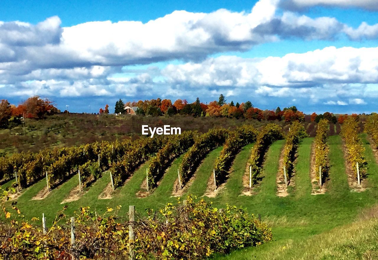 Scenic view of field against cloudy sky